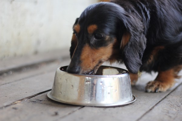 犬水飲み