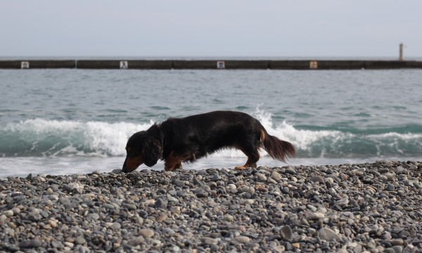 浜辺でクンクンする犬