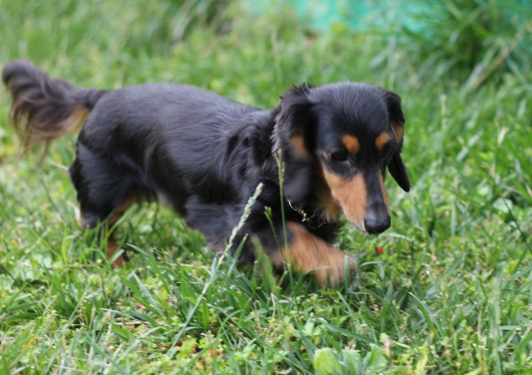 走る犬の姿